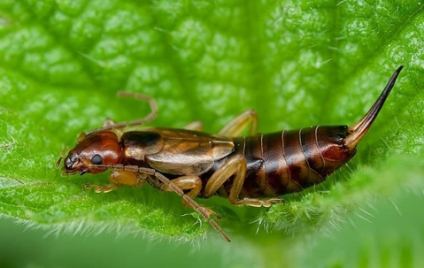 Earwig on a leaf