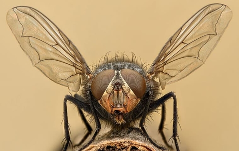 a-house-fly-up-close