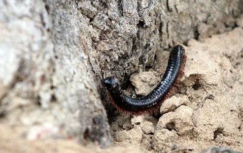 Millipede