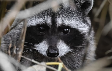 Raccoon-