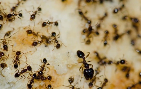 argentine-ants-crawling-on-food
