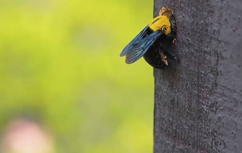 Bee