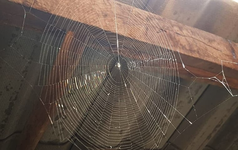 Big spider web in an attic