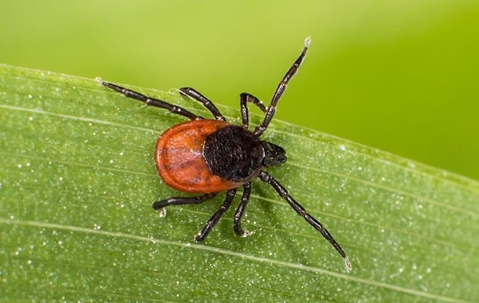 Black legged tick