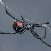 Black widow spider building web