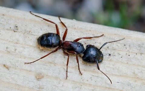 carpenter-ant-crawling-on-wood