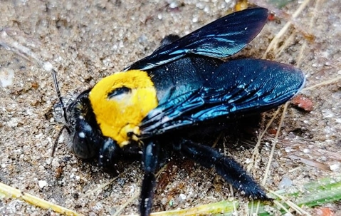 Carpenter bee