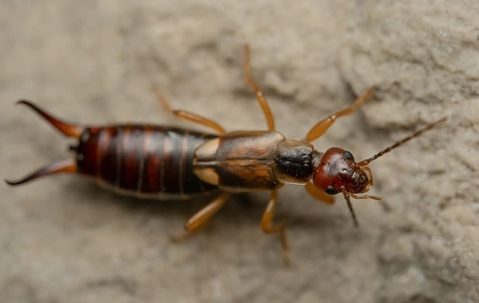Earwig