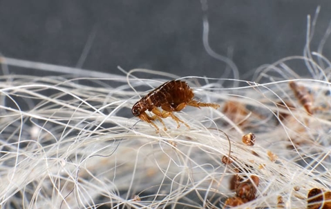 flea-on-white-dog-fur