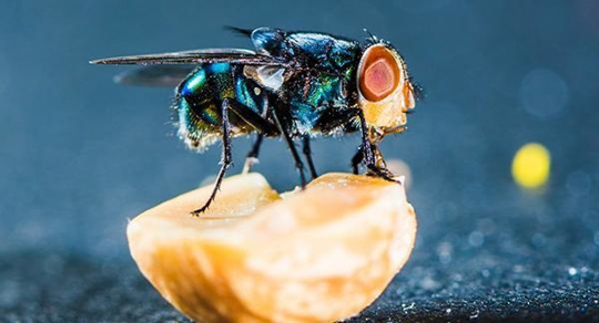 Fly on a fruit