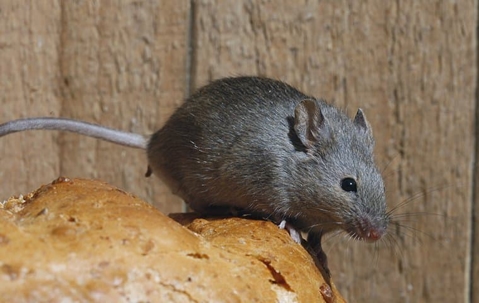 House mouse crawling on a bread