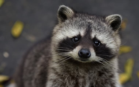 raccoon-looking-up-at-someone