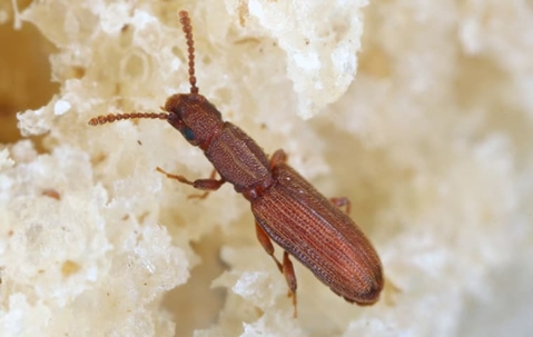 Grain beetle