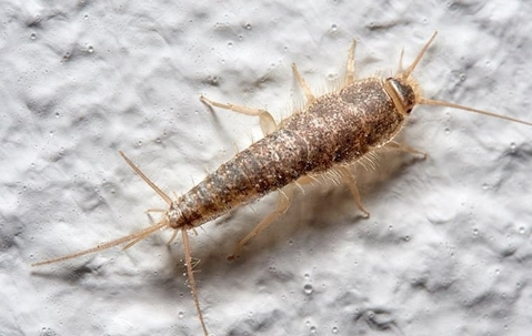 Silverfish