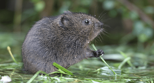 voles