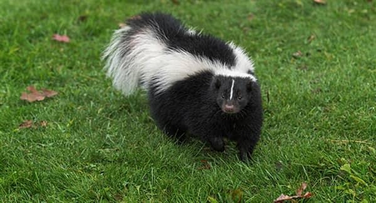 adult skunk
