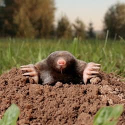 mole hole in a backyard