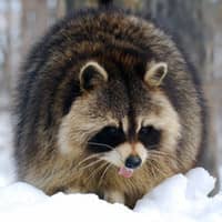 Raccoon