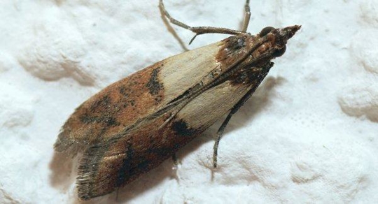 Indian Meal Moth
