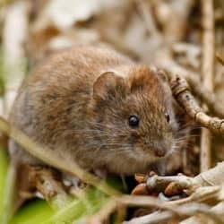 vole in the back of a Massachusetts home