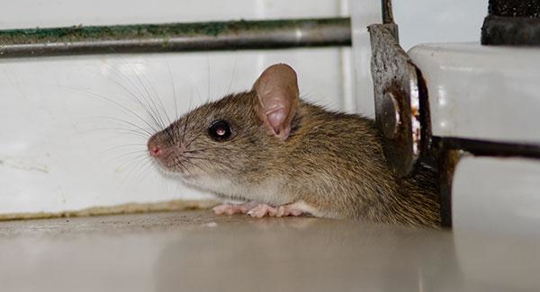 Rat on the table