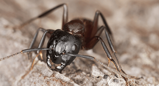 carpenter ant up close