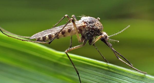 mosquito on blade of grass