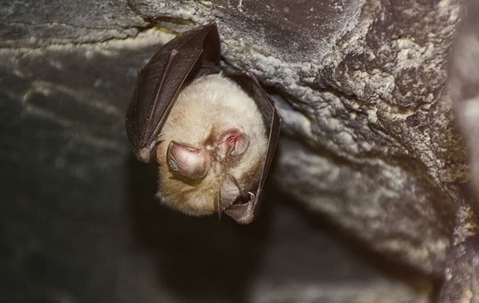 Bat