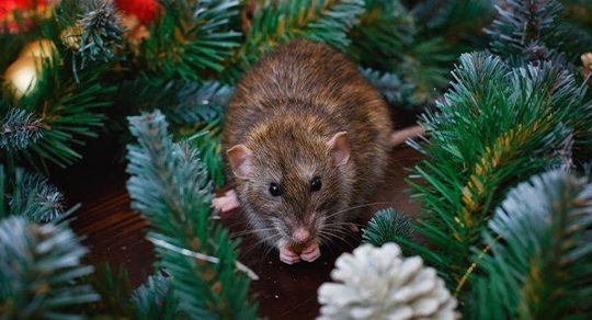 a rat in Christmas decorations