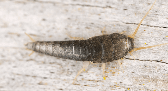 silverfish up close