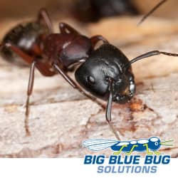 carpenter and in worcester