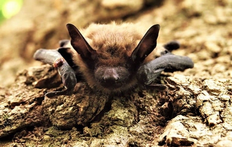bat on tree