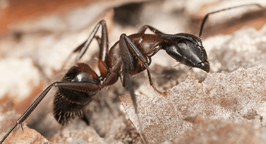 carpenter ant up close in Augusta