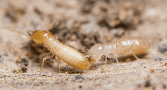 Termites