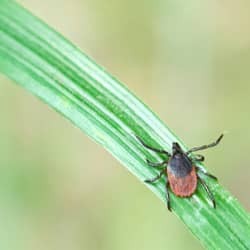 tick on grass