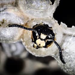 baldfaced hornet in a nest