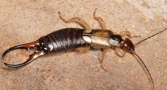 an earwig infestation in a portland maine yard