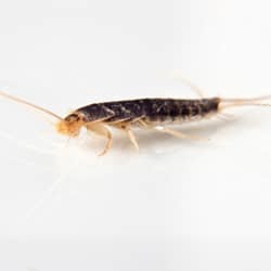 Silverfish