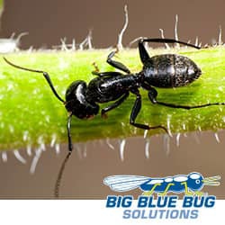 a carpenter and walking across a stem