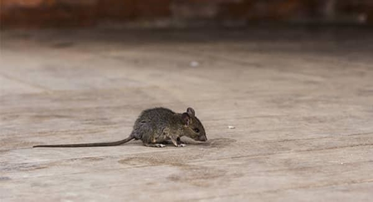 house mouse