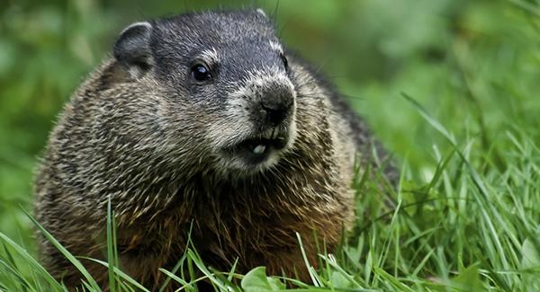 Woodchuck
