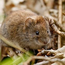 vole up close