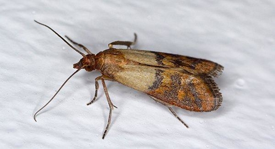Indian Meal Moths