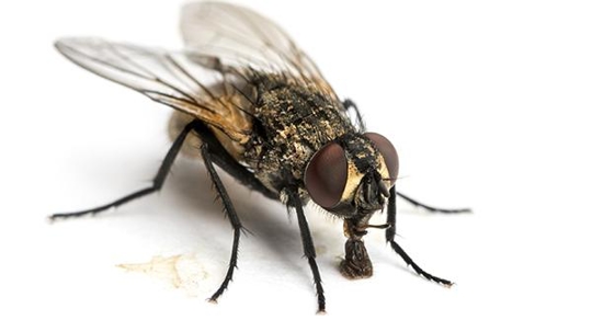 close up of fly