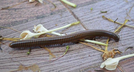 A millipede crawling on a picnic table