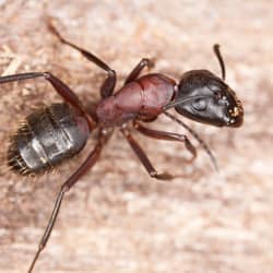 carpenter ant outside a MA home