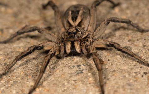 wolf spider on rock