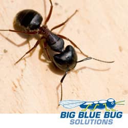 carpenter ants