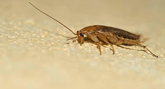 a german cockroach crawling