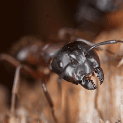 carpenter ant digging through wood